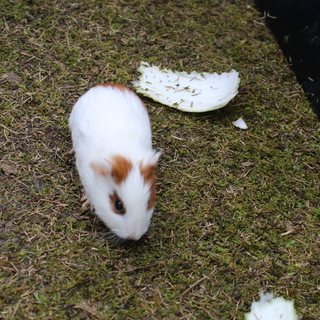 11月23日生まれのおとなしい子です