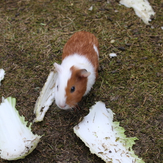 11月23日生まれのおとなしい子です