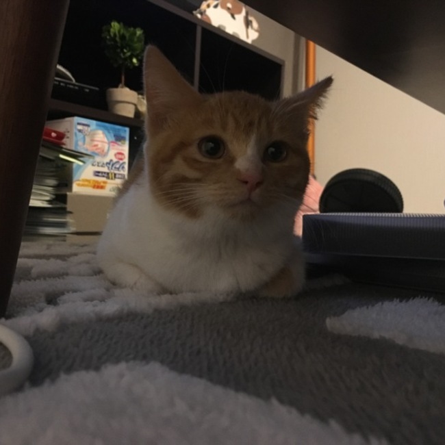 はむ〜♪のカバー写真