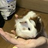 テンちゃん