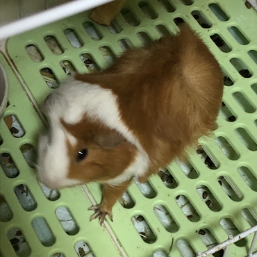 おやつまちー