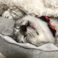 らい