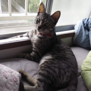 とても優しい元気なアメショの女の子！