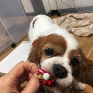 キャバリアお淑やかなあおいちゃん