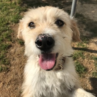 人が大好き。可愛くて 笑顔のテリア系ふわりちゃん。