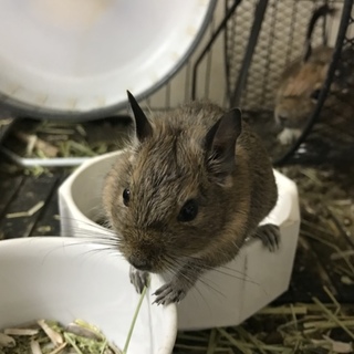 デグー里親募集中！ブルー×アグーチ