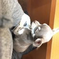 かわいいチワワです