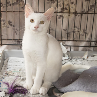 人が大好き　真っ白な男の子