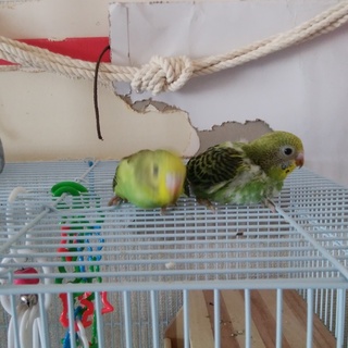 できればきょうだい2羽一緒に