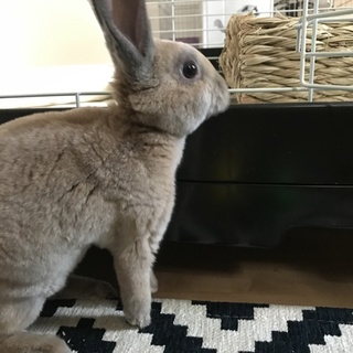 ミニレッキスの元気いっぱいな男の子です！