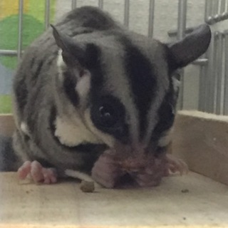 里親決定しました。ご応募ありがとうございました