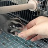里親決定しました。ご応募ありがとうございました サムネイル2