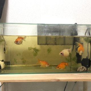 金魚・ピンポンパール4匹
