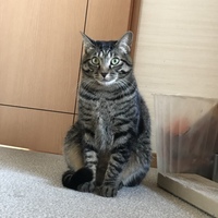 小太郎