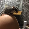 フクロモモンガ オス ２匹 サムネイル4