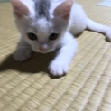 里親募集！メス
