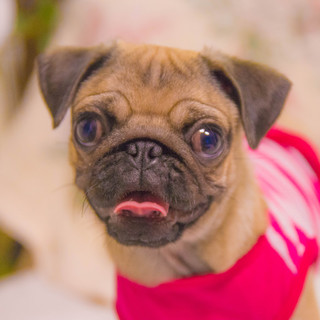 ※トライアル中のため一時停止※パグのプー子ちゃん