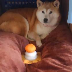 迎春♪ヽ(´▽｀)/