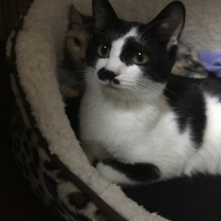 白黒 はぁーちゃん