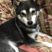 吉田はな