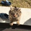 フサフサ毛の猫ちゃんです！