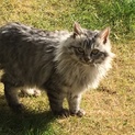 フサフサ毛で綺麗な毛色の子猫です。