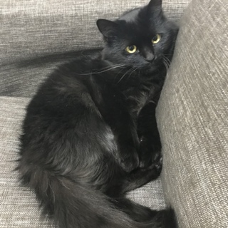 2匹一緒に引き取ってくださる方募集中です！