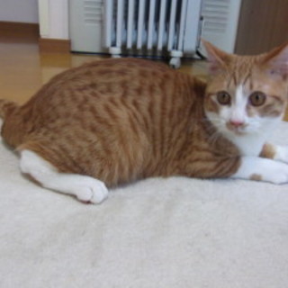 人なつっこい元気な男の子です