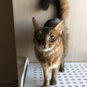 ソマリ成猫メス