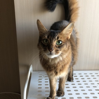 ソマリ成猫メス