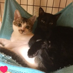 にゃんこ譲渡会 サムネイル2