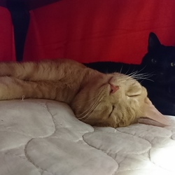 にゃんこ譲渡会 サムネイル3