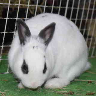 仔うさぎ ( 生後半年位・オス ) の里親募集