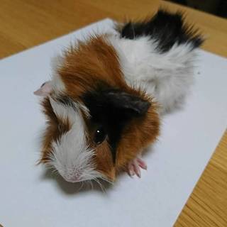 モルモットの里親募集！！(１２月３日産まれ)