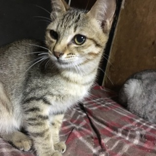 強運の猫カンタ君♫