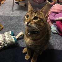 ヴィータ