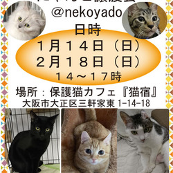 にゃんこ譲渡会