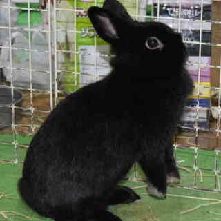 生後19ヶ月位の黒ウサギ
