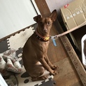 どなたか飼って下さい！
