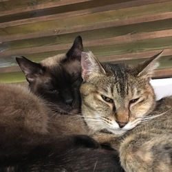 譲渡会@ネコリパブリック中野店