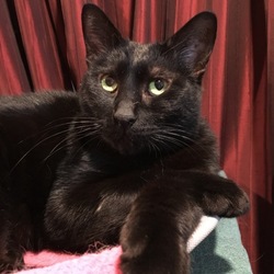 譲渡会@ネコリパブリック中野店 サムネイル2