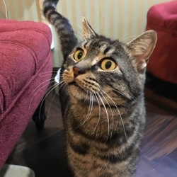 譲渡会@ネコリパブリック中野店 サムネイル3