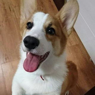 2歳元気なコーギーの男の子