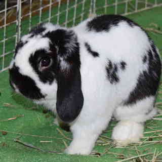 昨年4月産まれオスのロップイヤーの里親募集