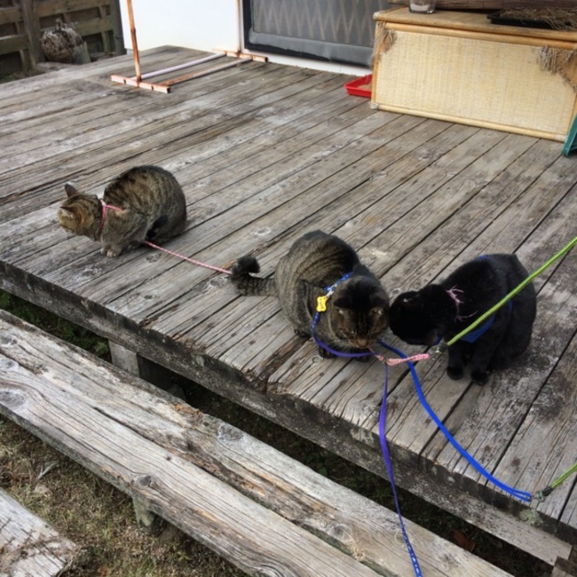 とまっとのカバー写真