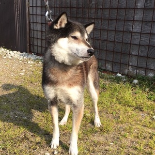 黒柴、オス、4歳