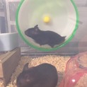 里親募集