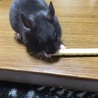 里親募集 サムネイル2