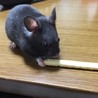 里親募集 サムネイル3