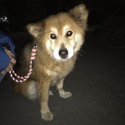 【飼い主さんみつかりました】柳川市 迷子犬保護
